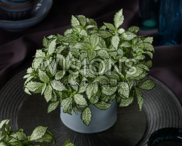 Fittonia White Forest Flame