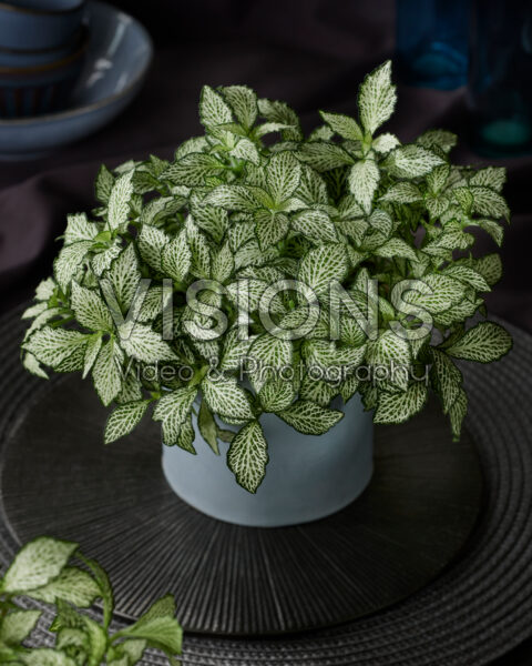 Fittonia White Forest Flame