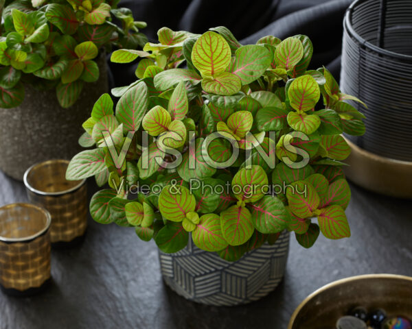 Fittonia Bubble Green