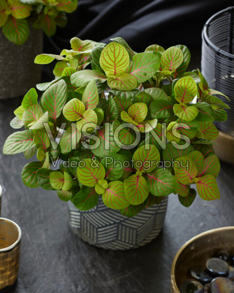 Fittonia Bubble Green