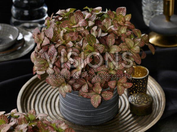 Fittonia Red Angel