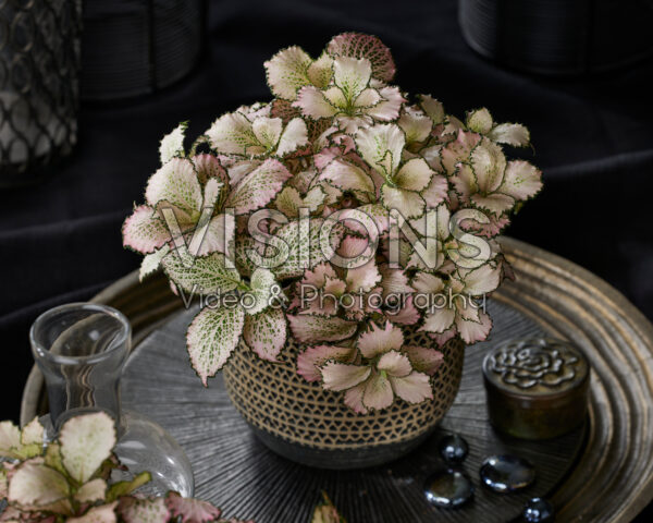 Fittonia Zalm Star