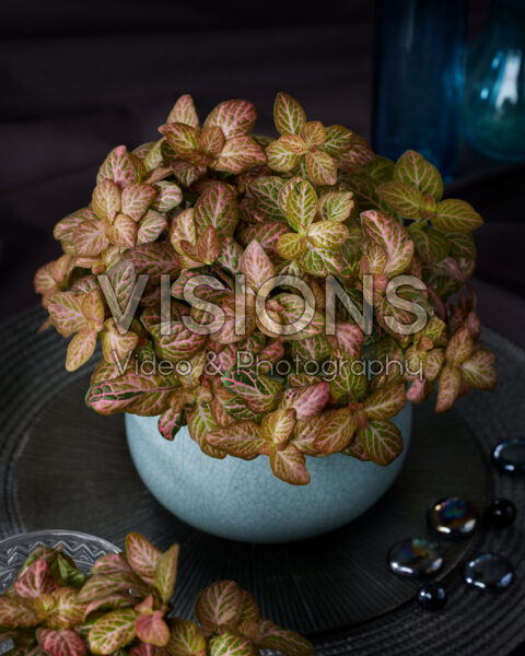 Fittonia Pink Special