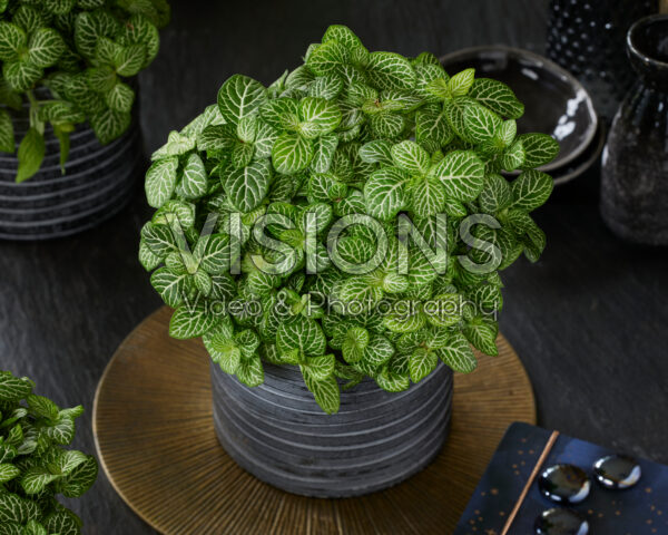 Fittonia Joly Lemon