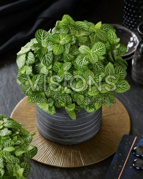 Fittonia Joly Lemon