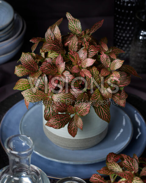 Fittonia Red Star