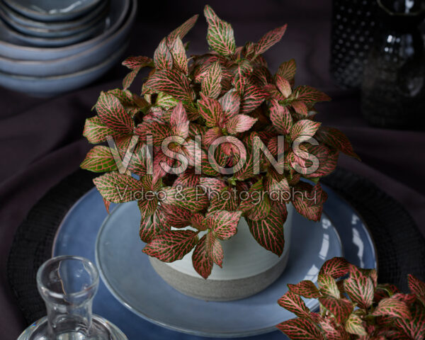 Fittonia Red Star