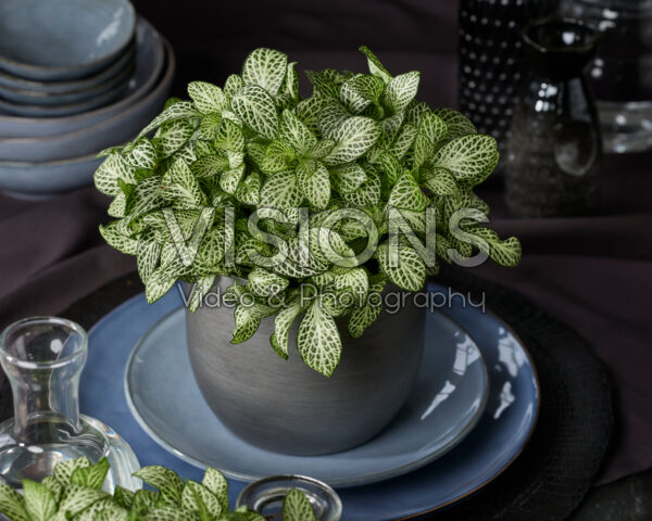 Fittonia Mini White Anne