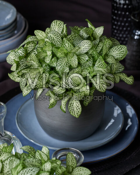 Fittonia Mini White Anne