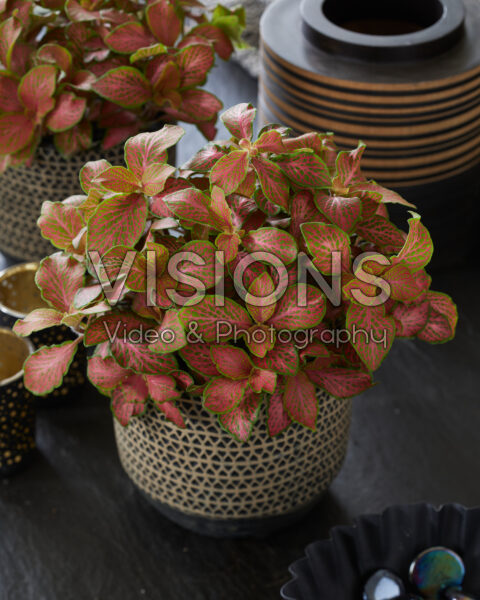 Fittonia Ruby Lime