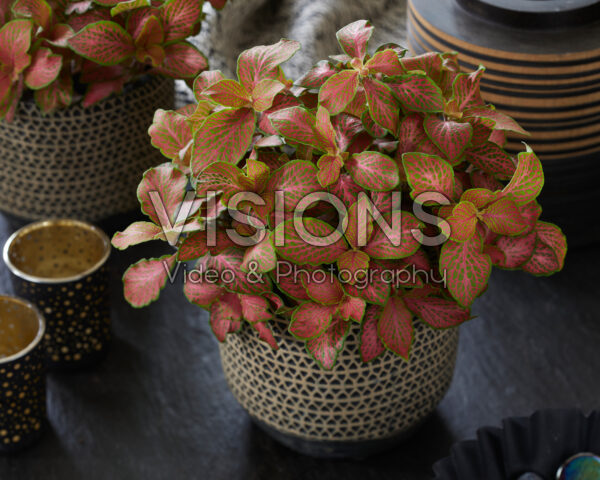 Fittonia Ruby Lime