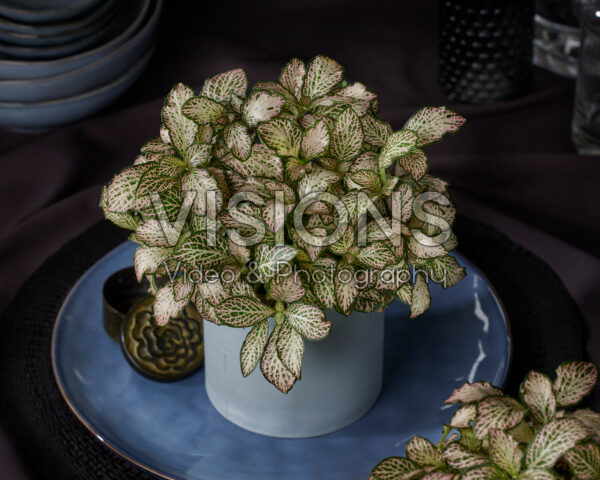 Fittonia Pink Tiger