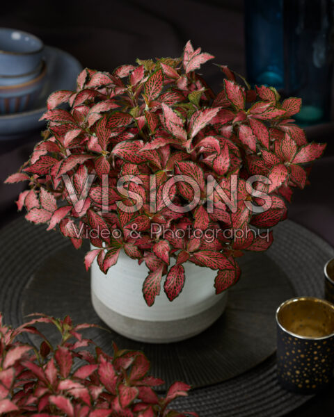 Fittonia Forest Flame