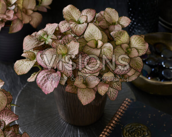 Fittonia Pink Anne