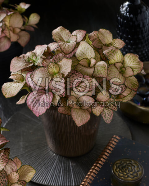 Fittonia Pink Anne