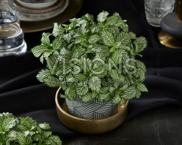 Fittonia White Tiger