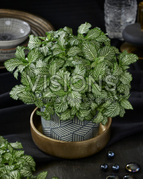 Fittonia White Tiger