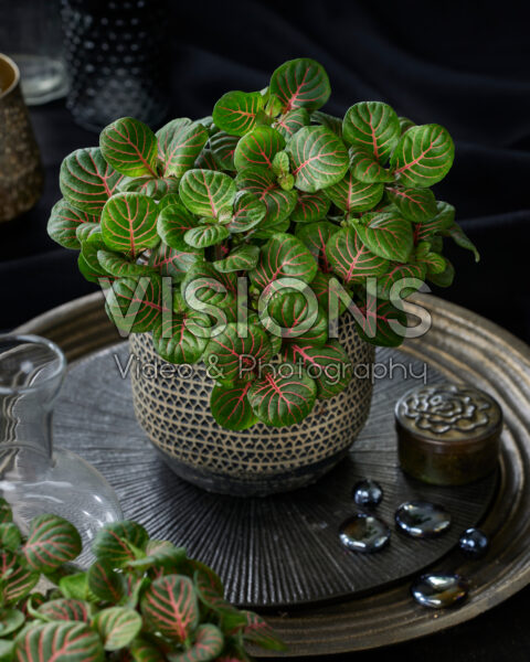 Fittonia Bubble Red