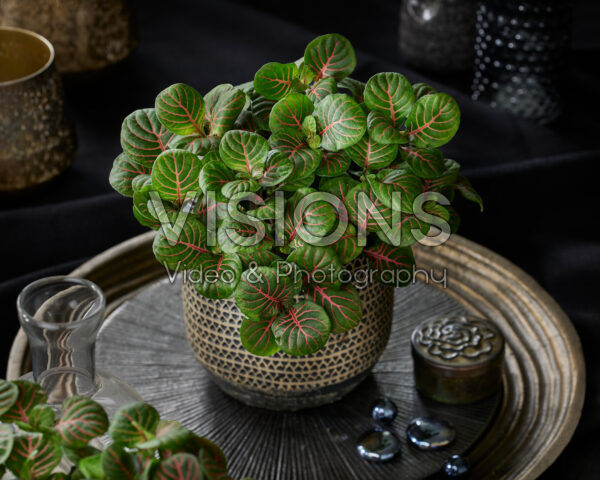 Fittonia Bubble Red