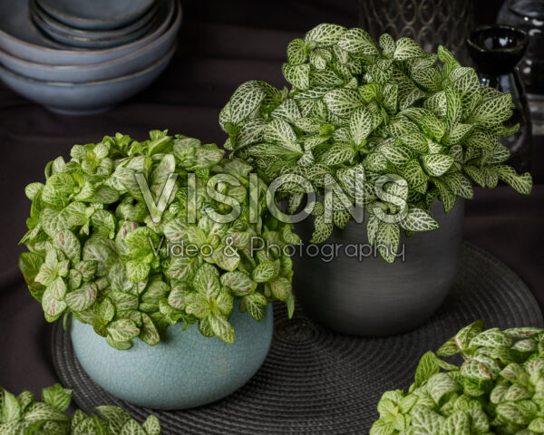 Fittonia Bubble Lemon, Mini White Anne