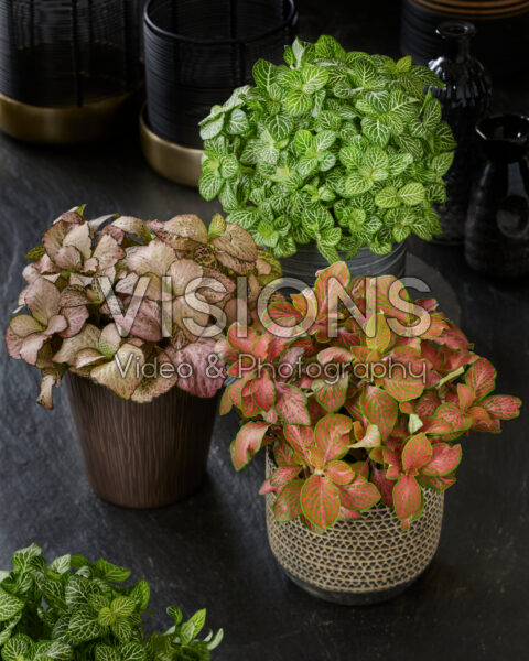 Fittonia combinatie