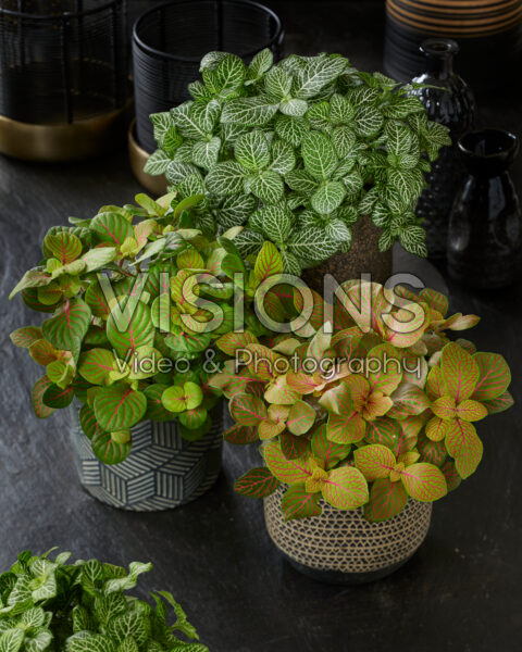 Fittonia combination Fittonia combination