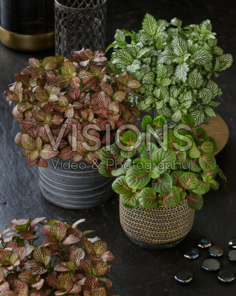 Fittonia combination