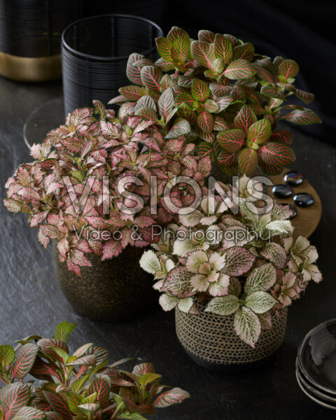 Fittonia combination Fittonia combination