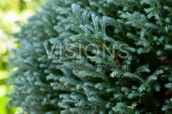 Chamaecyparis pisifera Blue Moon Chamaecyparis pisifera Blue Moon