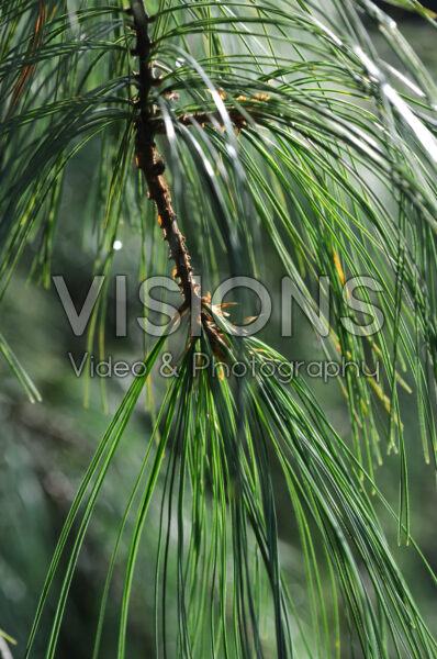 Pinus strobus Pendula