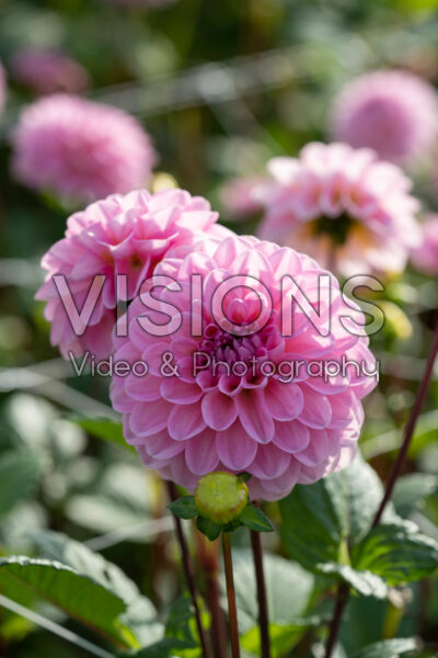 Dahlia Veerle | Visions Pictures