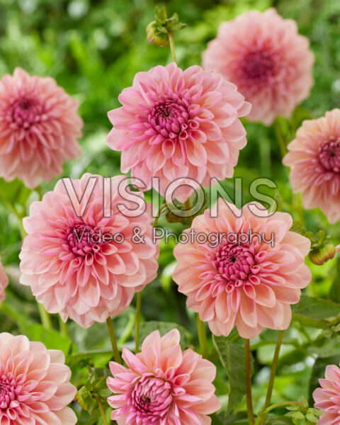 Dahlia Sturm Christel