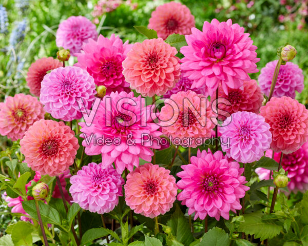 Roze Dahlia mix