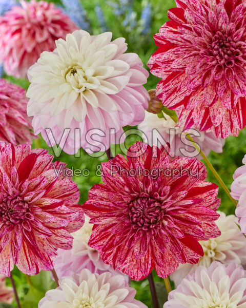 Dahlia Sturm 7980, Espacio Dahlia Sturm 7980, Espacio