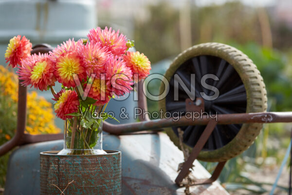 Dahlia boeket Dahlia boeket