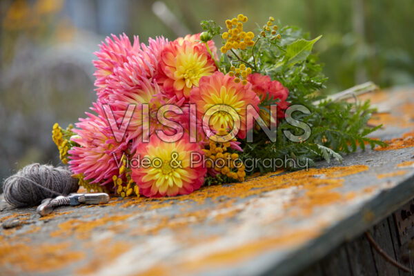 Dahlia bloemen Dahlia bloemen