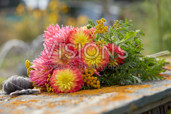 Dahlia bloemen Dahlia bloemen