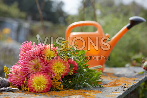 Dahlia flowers Dahlia flowers