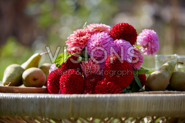 Dahlia flowers Dahlia flowers