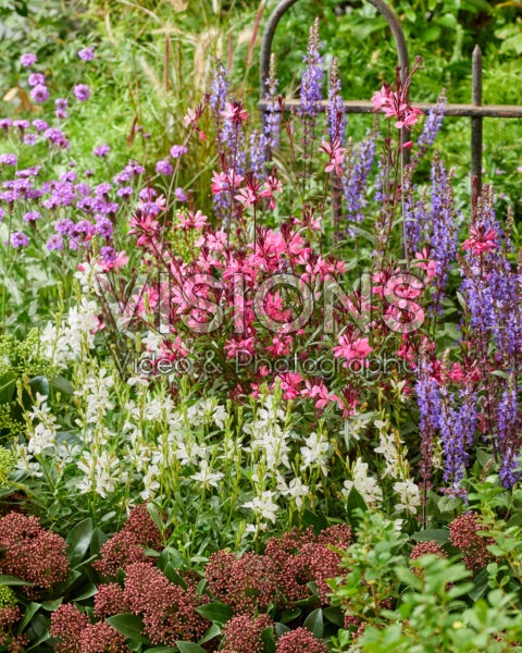 Mixed perennials Mixed perennials