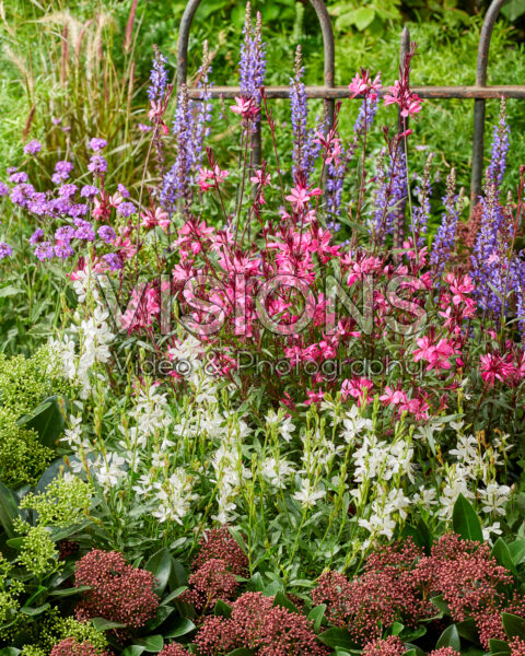 Gemengde vaste planten Gemengde vaste planten