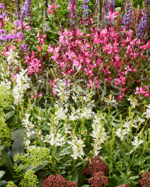 Mixed perennials Mixed perennials