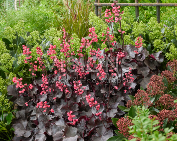 Heuchera Heuchera