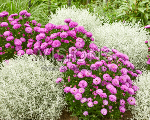 Aster novi-belgii Henry Pink, Leucophyta brownii Aster novi-belgii Henry Pink, Leucophyta brownii