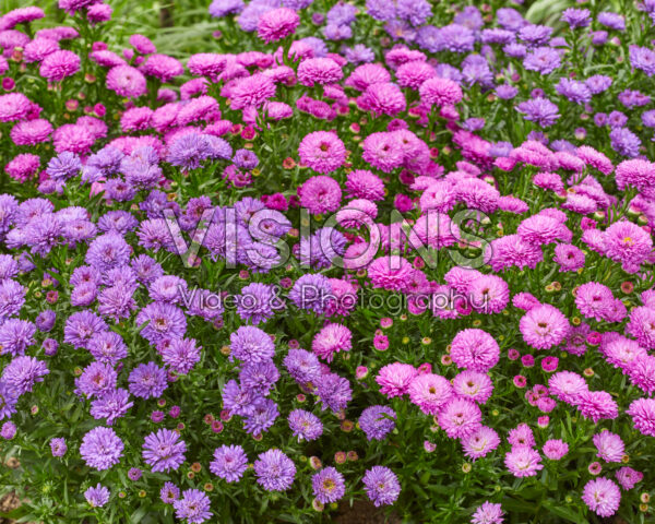Aster novi-belgii Henry Purple, Henry Pink Aster novi-belgii Henry Purple, Henry Pink