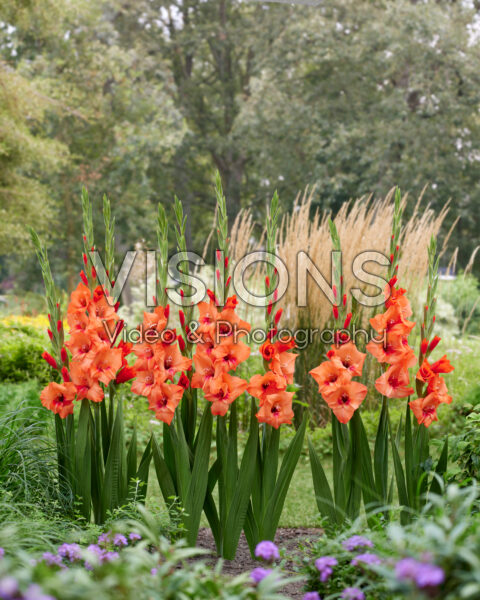 Gladiolus Jenny Gladiolus Jenny