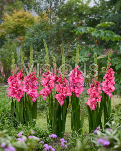 Gladiolus Sweet Love Gladiolus Sweet Love