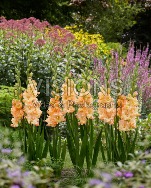 Gladiolus The Great Queen Elizabeth Gladiolus The Great Queen Elizabeth