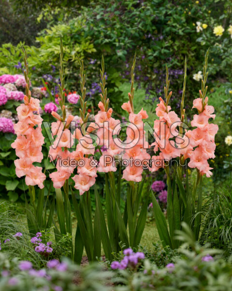 Gladiolus pink Gladiolus pink