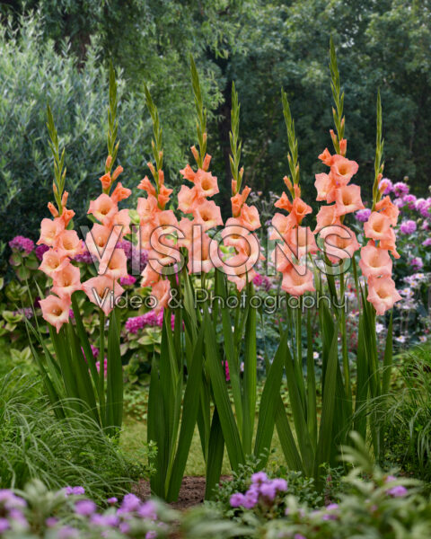 Gladiolus Donatella